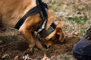 Why don't we use pigs?